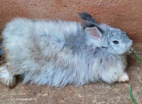 Bunny, the Rabbits ! ~ சூப்பர் ஸ்டாரு யாருன்னு கேட்டா ! Bunny, the Rabbits ! ~ சூப்பர் ஸ்டாரு யாருன்னு கேட்டா !