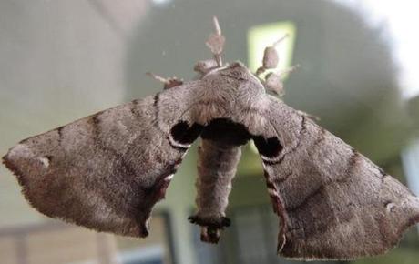 Spotted Apatelodes Moth (Apatelodes torrefacta)