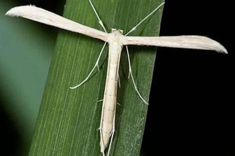 Plume Moth (Pterophorus pentadactyla)