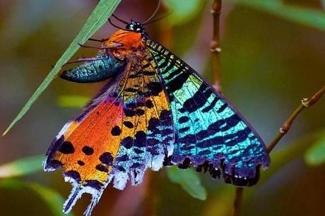 Madagascan Sunset Moth (Chrysiridia rhipheus)