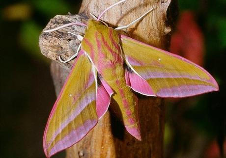 Elephant Hawk Moth (Deilephila elpenor)