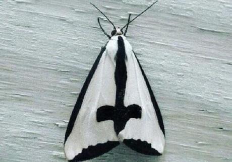 Clymene Moth (Haploa clymene)