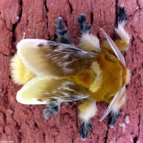 Pussy Moth (Cerura vinula)