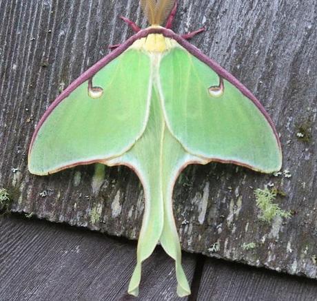 Luna Moth (Actias luna)