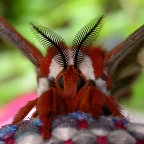 Cecropia Moth (Hyalophora cecropia)