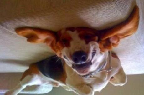 Ten Fun and Interesting Facts About Basset Hounds Funny Basset Hound Upside Down
