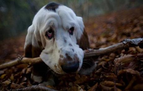 Ten Fun and Interesting Facts About Basset Hounds Funny Basset Hound with a big stick in its mouth