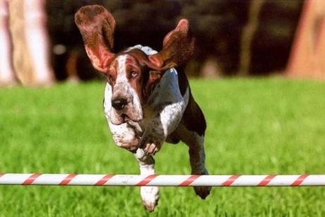 Ten Fun and Interesting Facts About Basset Hounds Funny Basset Hound Jumping a Fence