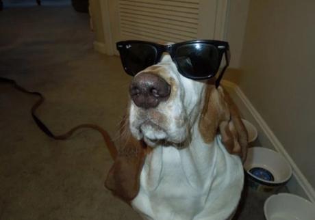 Ten Fun and Interesting Facts About Basset Hounds Funny Basset Hound wearing Sunglasses
