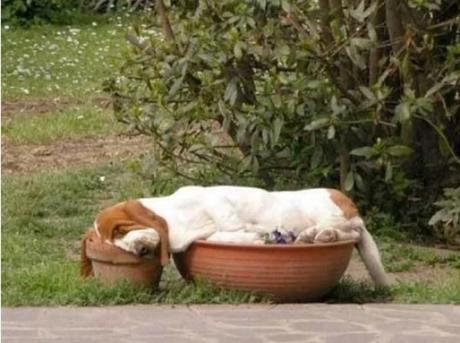 Ten Fun and Interesting Facts About Basset Hounds Funny Basset Hound Asleep in flower pots