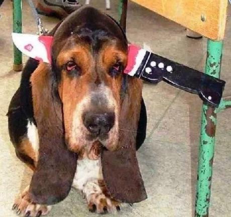 Ten Fun and Interesting Facts About Basset Hounds Funny Basset Hound Wearing Halloween Costume