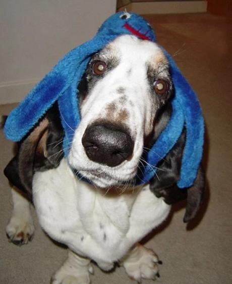 Ten Fun and Interesting Facts About Basset Hounds Funny Basset Hound With Toy Octopus on its head
