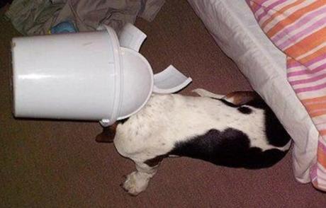 Ten Fun and Interesting Facts About Basset Hounds Funny Basset Hound With Head in a bin
