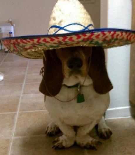 Ten Fun and Interesting Facts About Basset Hounds Funny Basset Hound wearing a sombrero