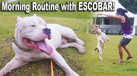 Morning routine with American Bully, Dog morning routine, American Bully bonding time, Morning walk with dog, Best dog morning routines, How to bond with your dog, American Bully companion, Dog walking tips, Morning dog walk benefits, Dog routine vlog, American Bully care tips, Morning routine for dog lovers, Walking dogs in the morning, Benefits of morning walks with dogs, Daily routine with American Bully, Dog exercise routines, Dog owner morning routine, Healthy routines for dogs, Lifestyle vlog with dogs, Morning adventures with dogs, How to start a morning routine with your dog, Best bonding activities with dogs, American Bully exercise tips, Morning walk essentials for dog owners, Morning dog walk routine, Building a morning routine with dogs, Dog companionship tips, American Bully training tips, Morning dog routine ideas, Daily walks with American Bully, Morning routines for active dogs, Dog bonding activities, American Bully lifestyle tips, Tips for walking dogs, Morning walks with American Bully, Dog owner daily routines, Morning dog routine vlog, Best practices for walking dogs, American Bully daily care, Dog morning exercise routine, Morning dog adventures, Creating a morning routine with dogs, Best dog breeds for morning walks, Morning dog walk experiences, How to bond with American Bully, Morning routines for dogs and owners, American Bully outdoor activities, Dog morning activity ideas, Walking your dog in the morning, Morning routine with pets, Daily dog walk tips, American Bully outdoor exercise, Best morning routines with dogs, Morning dog bonding time, Healthy morning routines for dogs, Walking American Bully in the morning, Dog lover morning routine, Morning routine ideas for dog owners, American Bully companionship, Dog morning walk tips, Daily routine with pets, American Bully morning routine vlog Morning dog walk experiences, Bonding time with American Bully, Morning exercise with dogs, Best dog walking routines, Morning routine for pet owners, Daily walks with dogs, American Bully care routine, Tips for a successful morning walk with dogs, Morning adventures with American Bully, Dog morning activities, Daily routine with American Bully, Morning walks with pets, Dog lover morning activities, Best morning activities with dogs, American Bully exercise routine, Tips for morning walks with dogs, Morning dog care tips, Creating a dog-friendly morning routine, American Bully daily activities, Morning bonding with dogs, Best dog morning activities, Morning dog care routine, American Bully daily exercise, Morning walk routine for dog lovers, Healthy routines for American Bully, Dog morning routine tips, Daily dog care routine, Morning dog walk ideas, American Bully exercise activities, Dog owner morning activities, Morning routine for active dogs, American Bully outdoor routine, Morning dog exercise ideas, Daily walks with pets, Morning routine with furry companions, American Bully bonding activities, Morning adventures with pets, Best morning dog care routines,