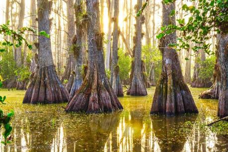 15 Top Florida Campgrounds & RV Parks You Need to Experience 33 Big Cypress National Preserve