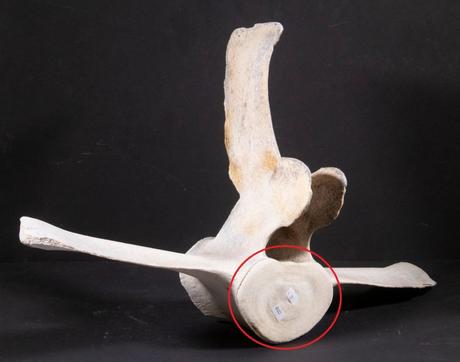 About the origins of the trollen wheel: historical or anachronistic? Vertebral bone disk (epiphysis) from a whale