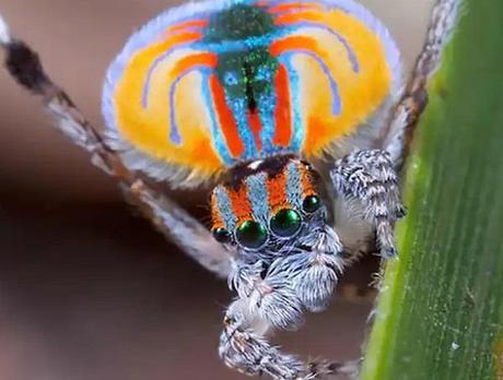 Peacock Spider (Maratus volans)