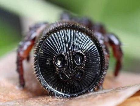 Chinese Hourglass Spider (Cyclocosmia truncata)