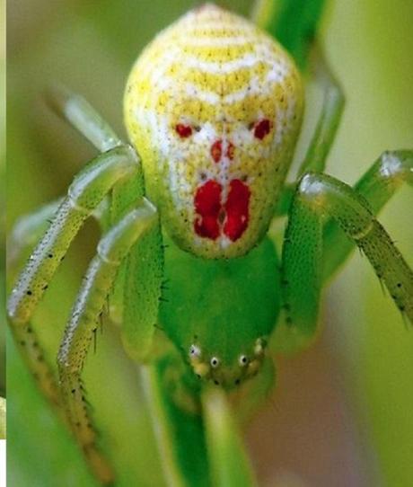 Hawaiian Happy-face Spider (Theridion grallator)