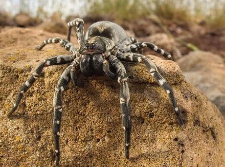 Deserta Grande Wolf Spider (Hogna ingens)