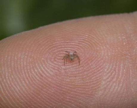 Patu digua Spider (Patu digua)