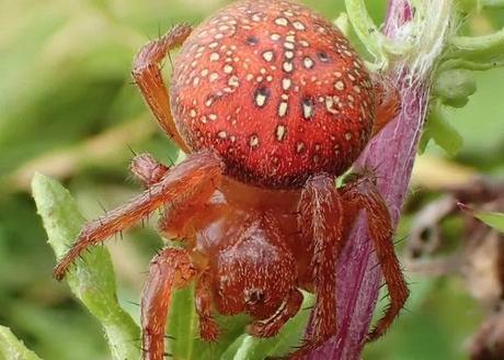 The Strawberry Spider (Araneus alsine)