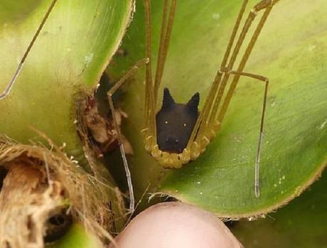 The Bunny Harvestman Spider (Metagryne bicolumnata)