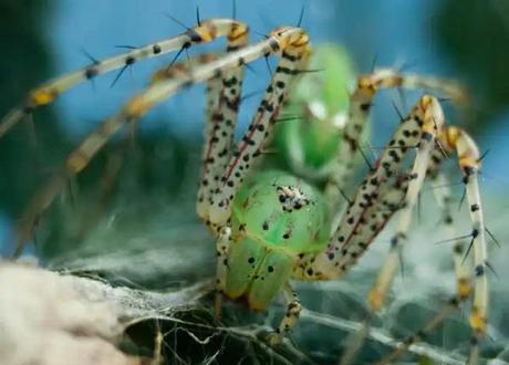 Green Lynx Spider (Peucetia viridans)