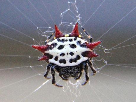 White Crab Spider (Misumena vatia)