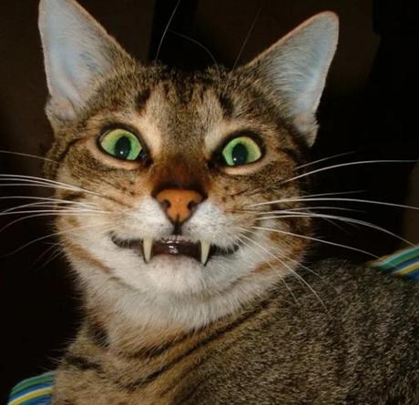 Cat Showing Fangs