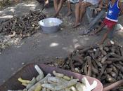 Dangerous Past Promising Future Poisonous Nutritious Crop