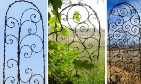 Trellis made from Barbed Wire