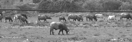 Beautiful Buffaloes ! Beautiful Buffaloes !