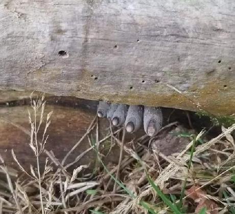 Dead Man's Fingers (Xylaria polymorpha)