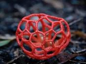 Amazing Fungi That Look Like They From Alien Planet