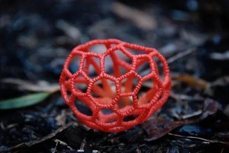 Basket Stinkhorn (Clathrus ruber)