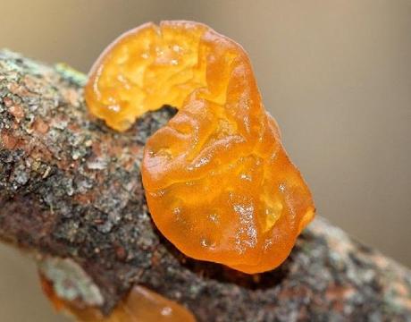 Witch's Butter (Tremella mesenterica)