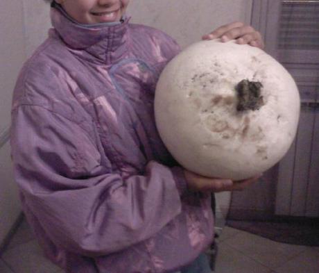 Giant Puffball (Calvatia gigantea)