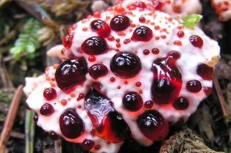 Devils Tooth (Hydnellum peckii)