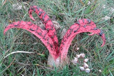 Octopus Stinkhorn (Clathrus archeri)