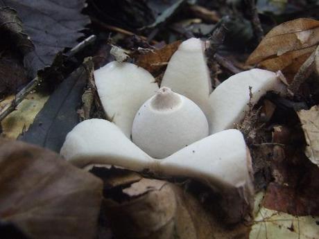 Collared Earthstar (Geastrum triplex)