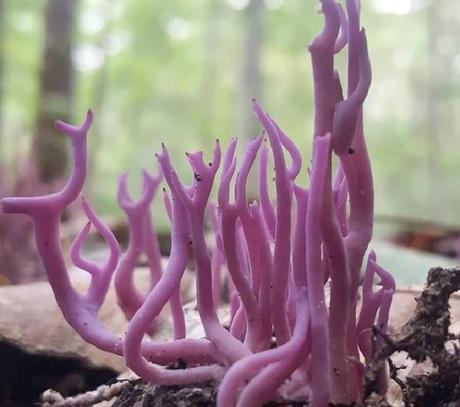 Violet Coral (Clavaria zollingeri)