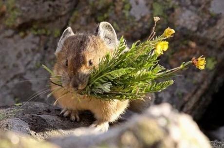 Pikas with a mouthful of wildflowers