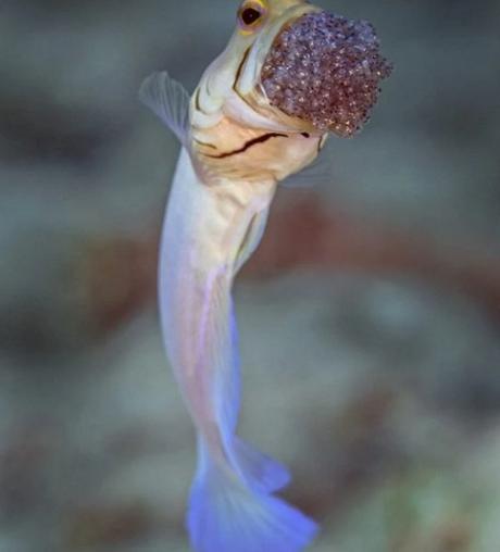 yellow-headed jawfish with a mouthful of baby yellow-headed jawfish