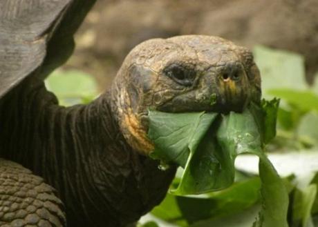 Tortoise with a mouthful of lettuce