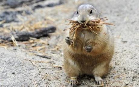 prairie dog with a mouthful of straw