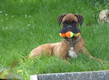 Boxer dog with a mouthful of tennis balls