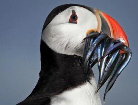 Puffin with a mouthful of Sandeels