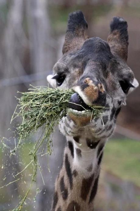 Giraffe with a mouthful of grass